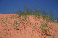 Coral Pink Sand Dunes SP