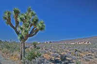 Joshua Tree NP